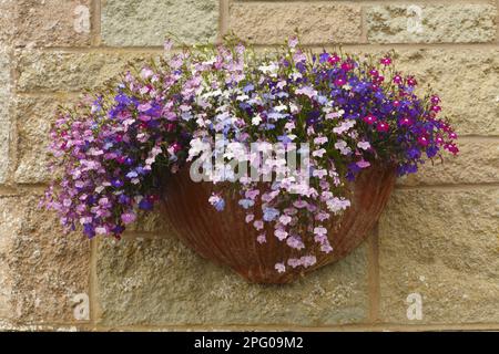 Paille mâle, lobélie bleue, famille des Bellflower, floraison du Lobelia (Lobelia erinus), culture en pot mural, Powys, pays de Galles, Royaume-Uni Banque D'Images