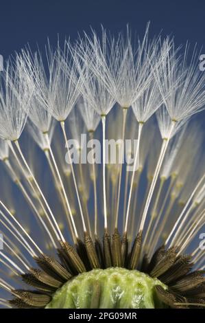 Parachutes ou papus d'un pissenlit (Taraxacum) officinale, tête de semis Banque D'Images