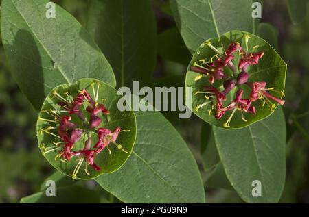 Gros plan de fleurs de chèvrefeuille (Lonicera dioica), péninsule Bruce, Ontario, Canada Banque D'Images