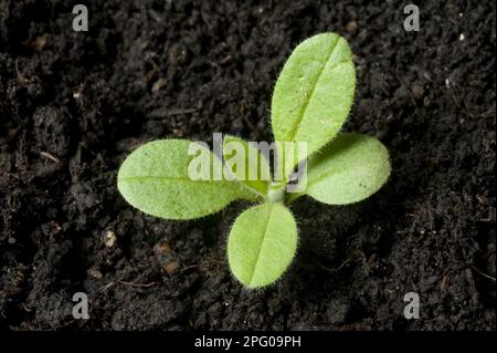 Une plantule d'Forget-me-not (Myosotis) arvensis, une plante cultivable annuelle et une herbe de jardin Banque D'Images