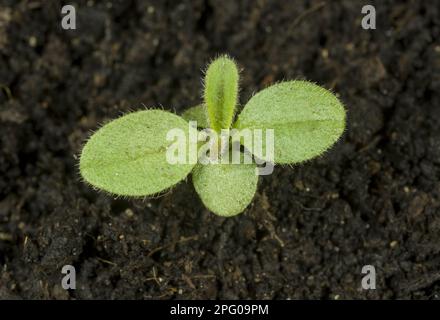 Une plantule d'Forget-me-not (Myosotis) arvensis, une plante cultivable annuelle et une herbe de jardin Banque D'Images