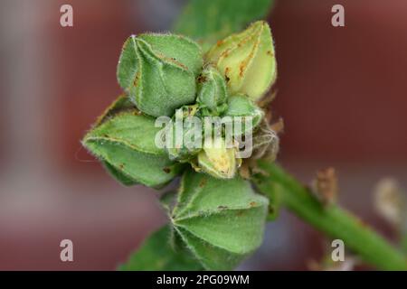 Rouille de Hollyhock (Alcea rosea), Puccinia malvacearum, pustules sur les boutons floraux d'un hollyhock, Berkshire, Angleterre, Royaume-Uni Banque D'Images