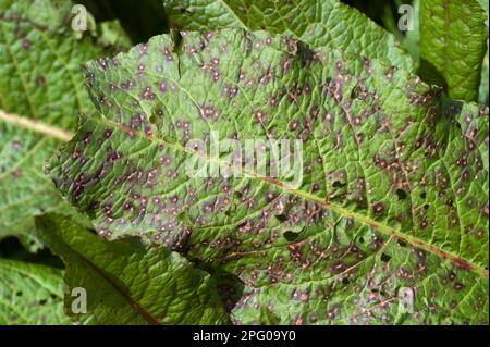 Tache foliaire, Ramularia rubéole, affectant sérieusement une feuille de large cale, Rumex obtusifolius, Berkshire Banque D'Images