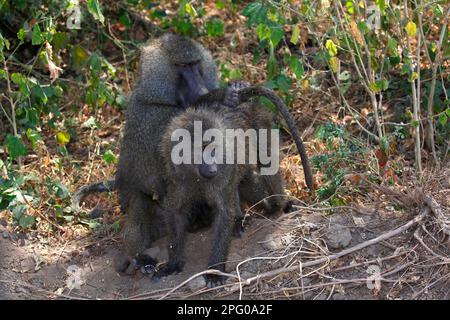 Babouins, babouins anubis (Papio anubis), parc national du lac Manyara, Tanzanie Banque D'Images