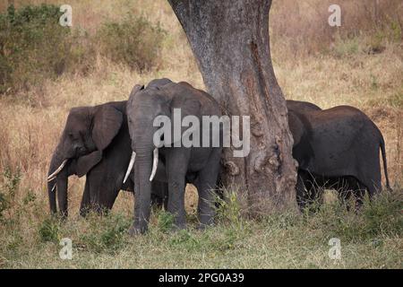 Éléphants d'Afrique (Loxodonta africana) sous arbre, Parc national de Tarangire, Tanzanie Banque D'Images