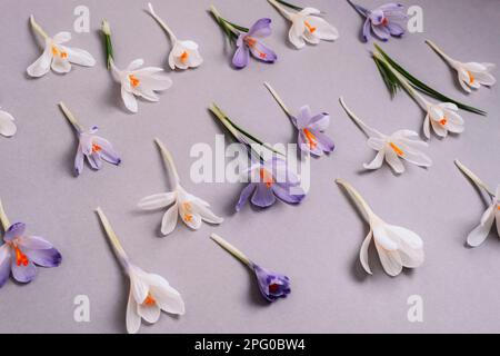 Fond floral festif avec crocus blanc et violet sur fond gris. Concept de ressort. Banque D'Images