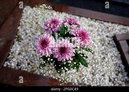 bouquet de chrysanthème rose sur une tombe avec des cailloux blancs sur fond flou Banque D'Images