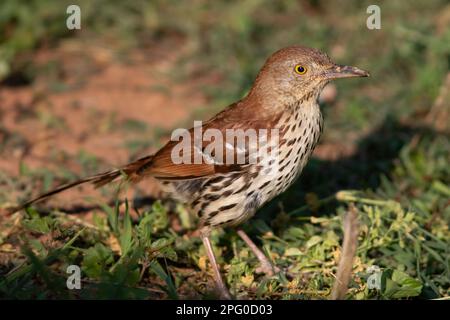 Un thrasher brun qui recherche de la nourriture sur le sol. Banque D'Images