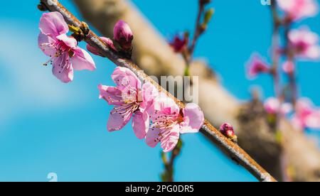 Fleurs de fruits de pêche en fleurs isolées sur fond de ciel turquoise Banque D'Images