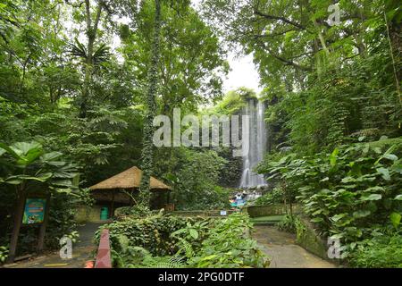 L'African Waterfall Aviary, situé dans l'ancien parc ornithologique de Jurong à Singapour, était le deuxième plus grand volière au monde et abritait une chute d'eau intérieure de 30m Banque D'Images