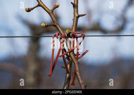 Loriol, France - 17 mars 2023 : diffusion de phéromone - contrôle insecticide par perturbation de l'accouplement. Protéger les vergers de pêche contre les ravageurs en interférant Banque D'Images