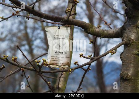 Loriol, France - 17 mars 2023:Vio-trap est le premier piège à olives approuvé en France. VIO-Trap peut être utilisé dans l'agriculture biologique. Cette solution BIO, est Banque D'Images