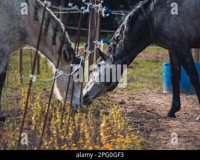 L'amour de deux chevaux, gris et blanc, avec des tresses sur la manie. Gros plan de chevaux dans le pâturage. Chevaux séparés. Chevaux avec des tresses Banque D'Images