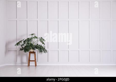 Plante verte sur tabouret en bois près du mur de moulage vide à l'intérieur, espace pour le texte Banque D'Images