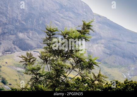 Collines Rocheuses de Munnar, Kerala, Inde Banque D'Images