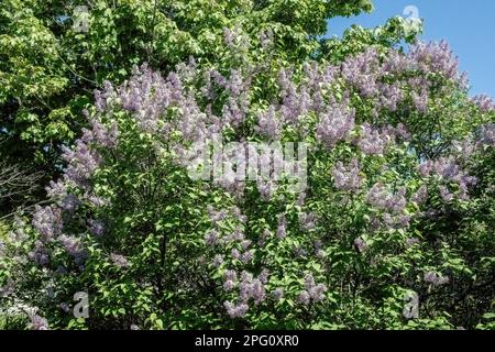 Magnifique buisson lilas violet en pleine floraison lors d'une matinée de printemps lumineuse et ensoleillée à Taylors Falls, Minnesota, États-Unis. Banque D'Images