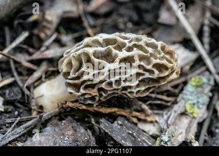 Le champignon Morel a trouvé sa croissance sur son côté dans les bois de printemps de St. Croix Falls, Wisconsin, États-Unis. Banque D'Images