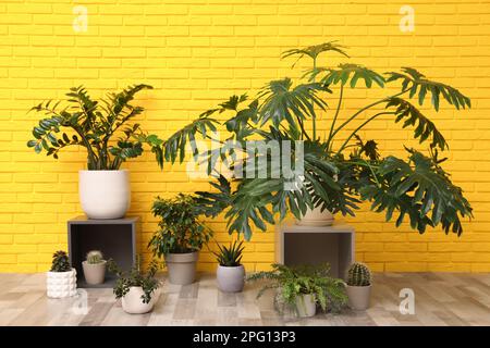 Différentes plantes au sol près du mur de briques jaunes. Design intérieur Banque D'Images