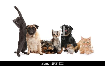 Groupe d'animaux de compagnie mignons sur fond blanc Banque D'Images