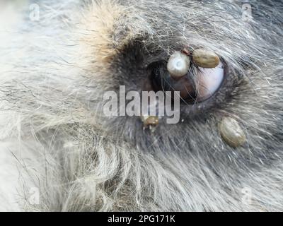 Groupe de tiques de chien brun sur la peau autour de l'oeil de chien, la tique pompe le sang des animaux de compagnie, parasite qui est dangereux pour la santé des animaux de compagnie Banque D'Images