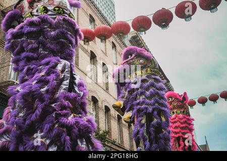 Un groupe d'artistes vêtus de costumes de lion colorés dansent dans les rues bondées du quartier chinois de San Francisco dans le cadre du spectacle de danse du lion. Les rues du quartier chinois de San Francisco ont été animées par l'excitation du spectacle annuel de danse du lion qui a eu lieu samedi. Le spectacle, qui est une célébration traditionnelle chinoise du nouvel an, a présenté des dizaines d'artistes vêtus de costumes de lion colorés. L'Association chinoise de bienfaisance consolidée a organisé l'événement. Ce groupe communautaire local s'efforce de préserver et de promouvoir la culture chinoise à San Francisco. Le spectacle de danse du lion a été un incontournable Banque D'Images