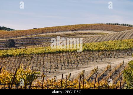 Vignoble sur les collines en automne, feuilles jaunes sur les vignes, Paso Robles, Californie Banque D'Images