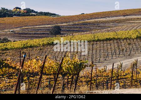 Vignoble aux feuilles jaunes le jour chaud d'automne ensoleillé, Paso Robles, Californie Banque D'Images