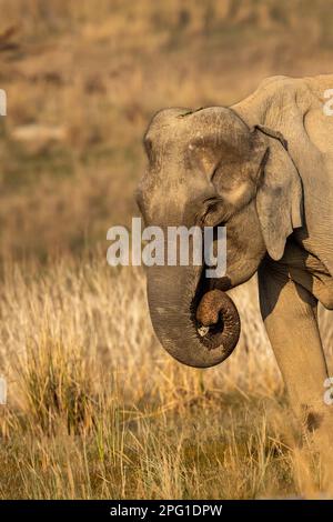 Éléphant d'asie sauvage femelle ou Elepha maximus indicus face à proximité dans la zone dhikala du parc national jim corbett uttarakhand inde asie Banque D'Images