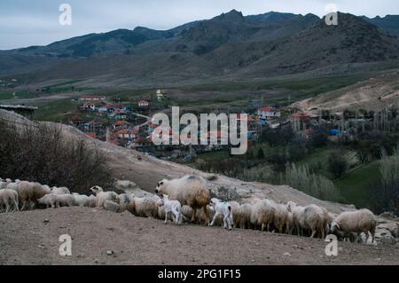 23 mars 2016, Afyonkarahisar, Turquie: Quand les moutons retournent au village, leurs agneaux qui veulent boire du lait les suivent. Dans le village de Kark?n d'Afyonkarahisar, avec une population de 339 habitants, les éleveurs élèvent principalement des moutons, des chèvres et des vaches dans les grottes situées juste à côté du village. Les villageois qui vivent de l'élevage disent qu'environ 50 grottes ont été utilisées pour le même but depuis 100 ans. Dans le village de Kark?n d'Afyonkarahisar, avec une population de 339 habitants, les éleveurs élèvent principalement des moutons, des chèvres et des vaches dans les grottes situées juste à côté du village. Les villageois qui vivent de l'ani Banque D'Images