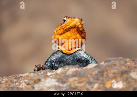 Un portrait d'un lézard mâle agama sur une roche volcanique à Nakuru, Kenya Banque D'Images