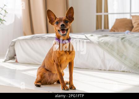 Miniature de pinscher brun se tient sur le fond d'un lit et d'une fenêtre. Émotions des chiens. Animal de compagnie de race pure. Photo de haute qualité. Animaux de compagnie en tant que membre de la famille Banque D'Images