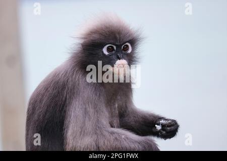 Shaggy mignon singe feuille dusky (Trachypithecus obscurus) a sorti le riz bouilli de la poubelle et le mange. Banque D'Images