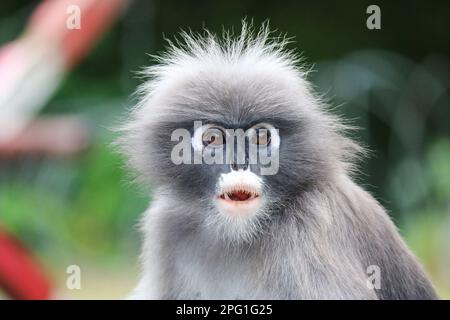 Un adorable singe à feuilles cachis (Trachypithecus obscurus) en gros plan. Banque D'Images