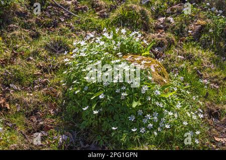 L'anémone de bois fleurit au début du printemps Banque D'Images