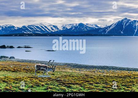 Renne svalbard sur la côte au bord de la mer Banque D'Images