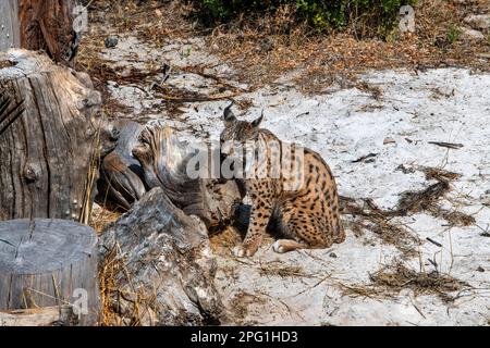 Lynx ibérique Lynx pardinus Femme dans le Parc National de Doñana, Almonte, province de Huelva, région d'Andalousie, Espagne, Europe Banque D'Images