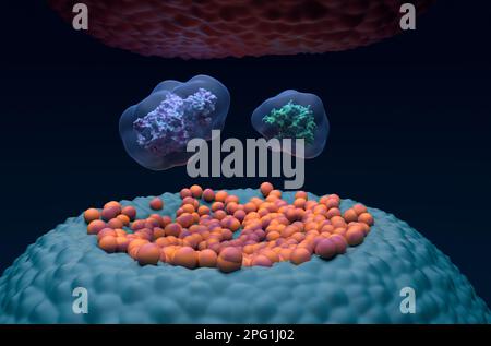 Enzyme cyclooxygénase (COX-1 COX-2) prostaglandine-endopérioxyde synthase (PTGS) dans le cerveau humain - 3D illustration vue rapprochée Banque D'Images