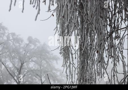 Branches couvertes de glace après la pluie verglaçante. La glace étincelante couvrait tout après le cyclone de la tempête de verglas. La beauté terrible de la nature concept. LAN d'hiver Banque D'Images