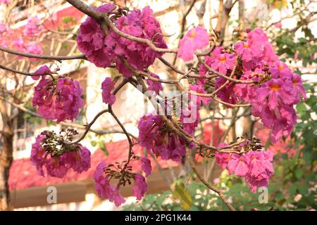 Tabebuia rosea, Rose trompette fleur à CAN Tho University, mars 2023, Campus, CAN Tho City, Viet Nam Banque D'Images