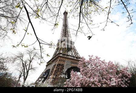 Paris, France. 19th mars 2023. Cette photo prise sur 19 mars 2023 montre des fleurs au champ de Mars près de la Tour Eiffel à Paris, France. Credit: Gao Jing/Xinhua/Alamy Live News Banque D'Images