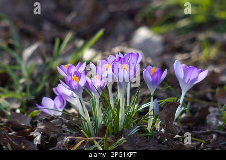 fleurs de crocus sur fond blanc - fleurs de printemps fraîches Banque D'Images