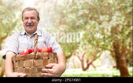 Récolte de pommes. Fermier avec panier de pommes rouges dans le verger de pomme. Un agriculteur âgé souriant. Retraite active et mode de vie sain co Banque D'Images