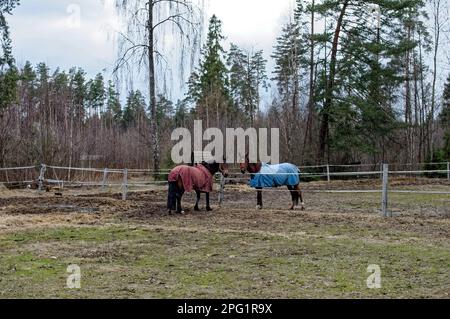 chevaux marchant derrière la clôture, au printemps Banque D'Images