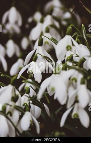 Des gouttes de neige blanches ont fleuri dans le jardin de la grand-mère Banque D'Images