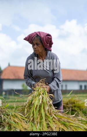 La vieille femme récolte manuellement du riz, du riz sec. Indonésie, Bali islan Banque D'Images