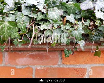 Détail de la lierre qui pousse sur un mur de briques rouges. Banque D'Images