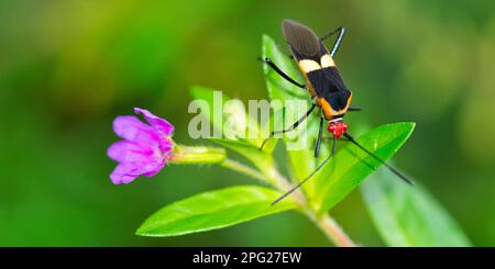 Bug de bouclier, Bug de rouille, Heteroptera, Hemiptera, forêt tropicale, parc national de Corcovado, Zone de conservation de l'AOS, péninsule d'Osa, Costa Rica, Amérique Banque D'Images