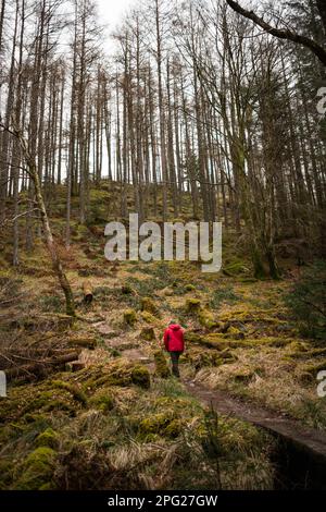 Solo Man randonnée dans la forêt écossaise des Highlands en hiver Banque D'Images