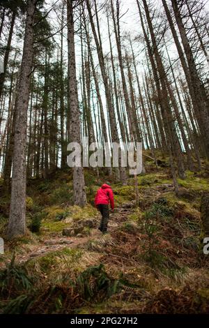 Solo Man randonnée dans la forêt écossaise des Highlands en hiver Banque D'Images