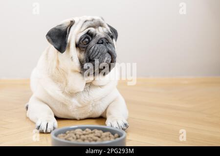Un chien beige se trouve sur un sol en bois près d'un bol de nourriture et regarde malheureusement dans l'appareil photo. Banque D'Images